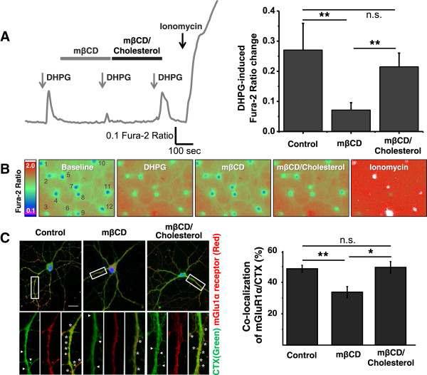 lipid raft가 mGluR1에 의한 칼슘 유입을 조절