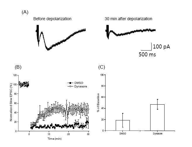 dynamin inhibitor에 의해 mGluR LTD를 일부 억제