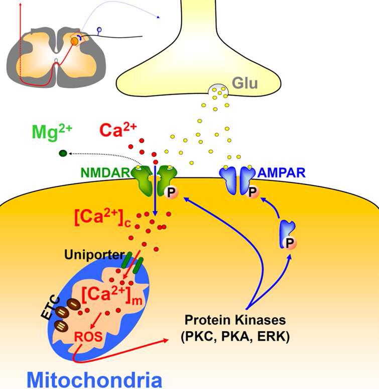 미토콘드리아에 의한 시냅스 가소성 조절 기전