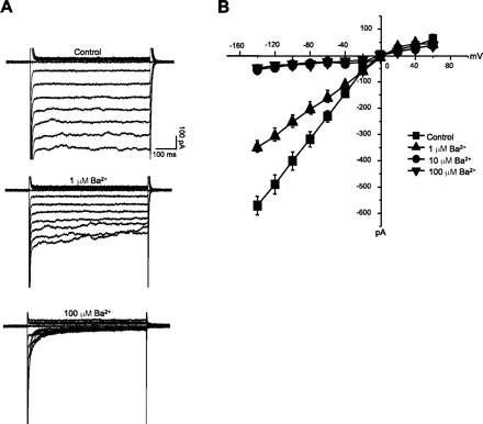 혈관내피세포 전구세포에서 inward rectifier potassium channel 전류를 관찰