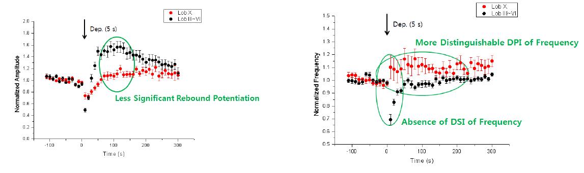 rebound potentiation 및 DSI의 소엽별 차이