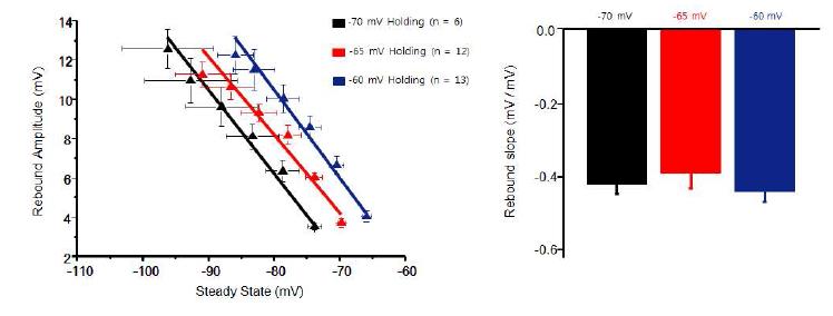 소엽 10에서의 -70,-65,-60mV holding potential 변화에 따른 rebound depolarization