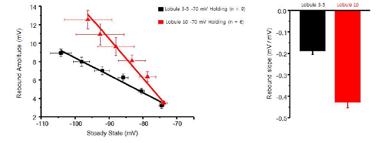 -70mV에서의 소엽 특이적인 rebound depolarization의 amplitude