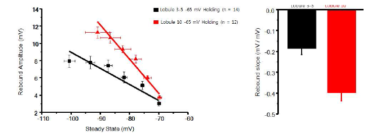 -65mV에서의 소엽 특이적인 rebound depolarization의 amplitude