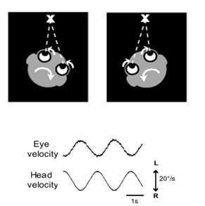 The Vesibulo - ocular Reflex (VOR)