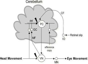 Schematic diagram of neural circuit for VOR.