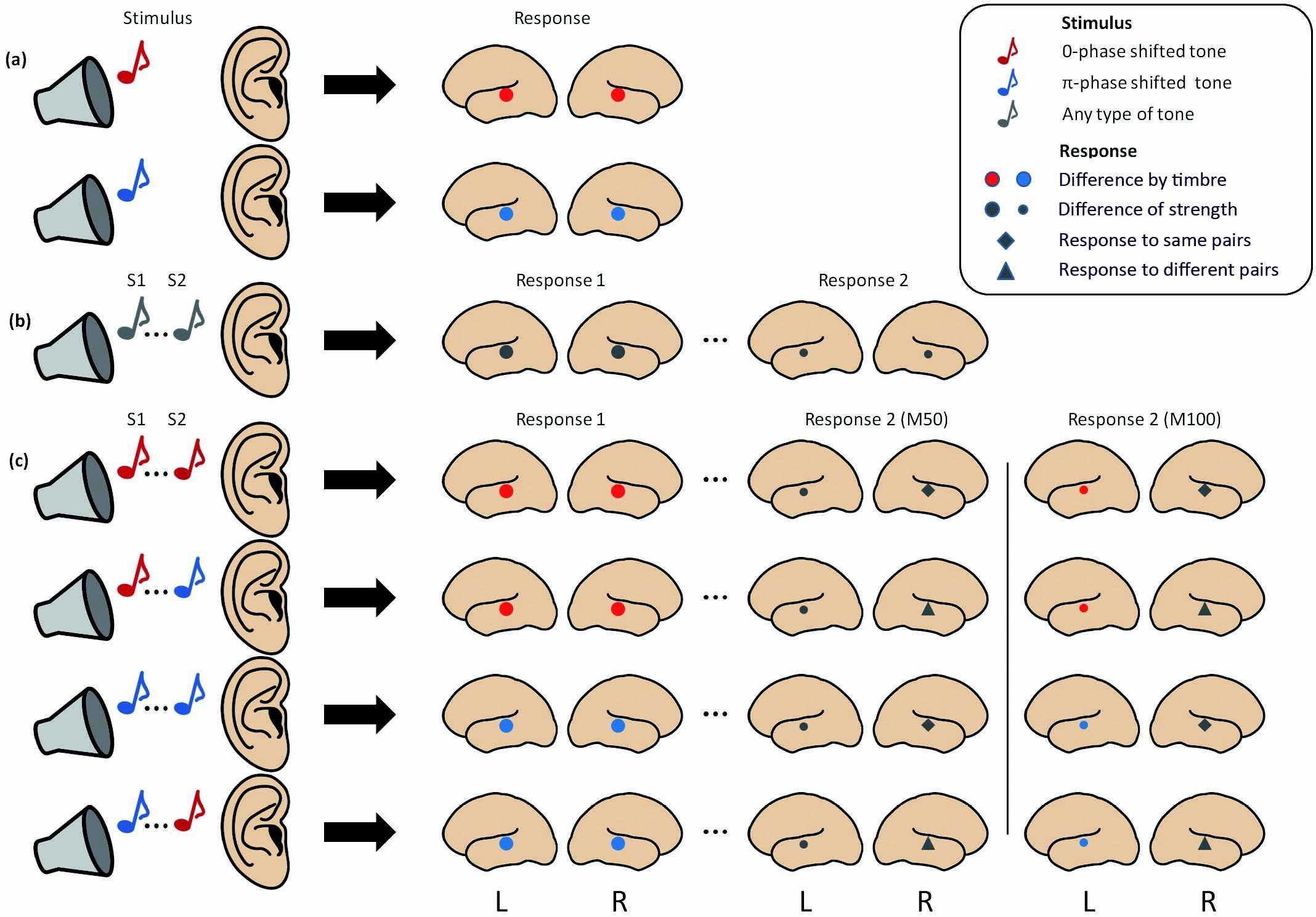 청각 음색 구분에 대한 뇌 반응의 차이 모식도
