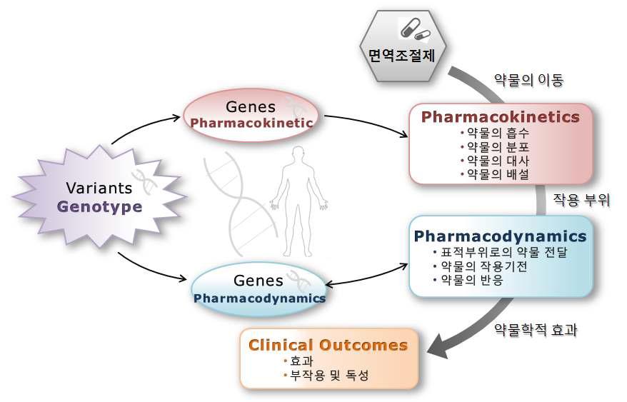 면역조절제의 Clinical outcome에 개체차를 유발하는 요인 - 유전형에 따른 PK/PD 변화