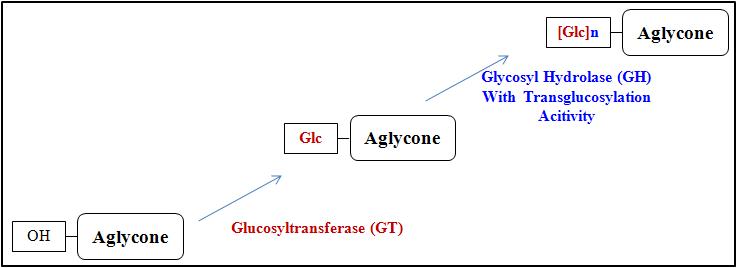 기능성 배당체 합성을 위한 Glycosyltransferase와 Glycosyl hydrolase.