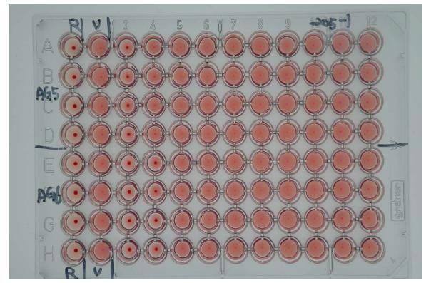 활성소재의 Hemagglutination inhibition test.