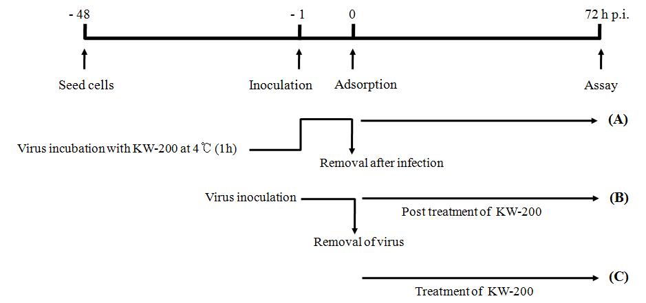 KW-200의 항로타바이러스 활성 및 세포 독성 assay에 대한 flow chart