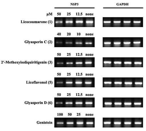 항로타바이러스 활성을 나타내는 대표적인 화합물을 dose 별로 처리 한 후 RT-PCR analysis.