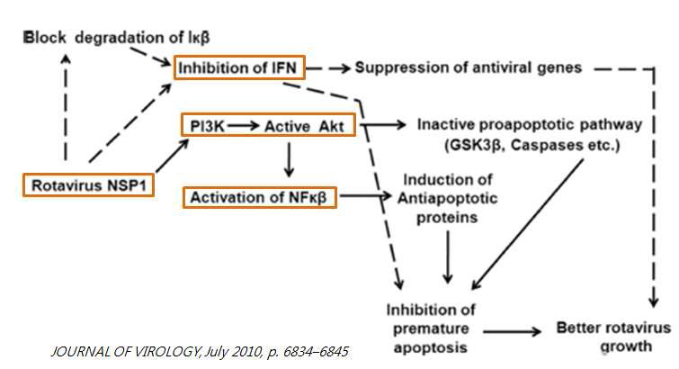 로타바이러스의 세포내 복제와 관련된 세포내 signaling pathway