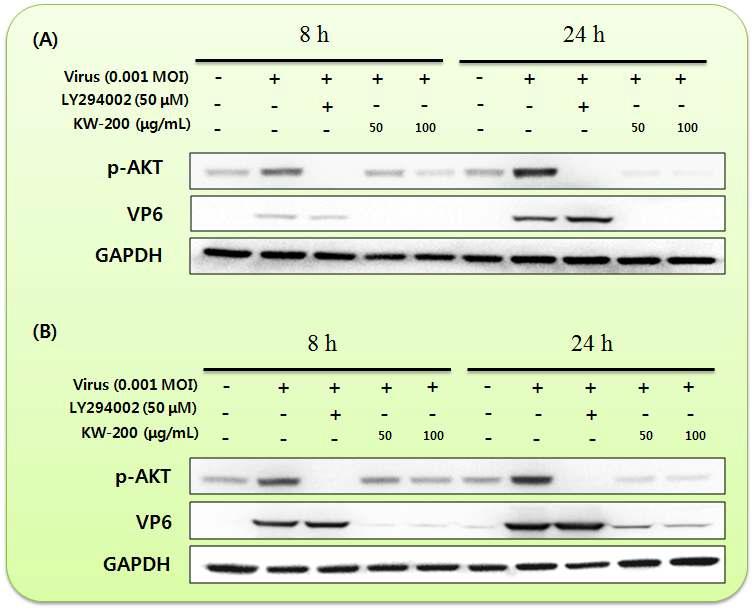 생물소재 KW-200의 로타바이러스에 의해 유도된 Akt 인산화 억제 효과; (A) KJ56-1 (G8P[7], bovine rotavirus), (B) 85A (G5P[7], porcine rotavirus)