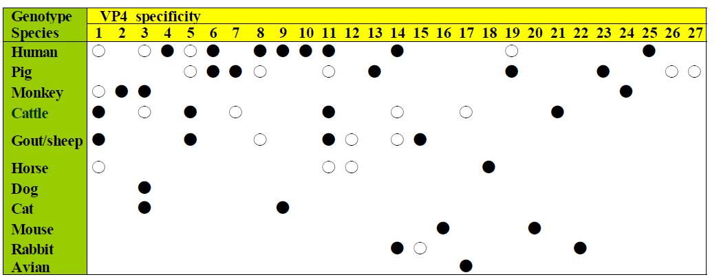 사람과 동물에서 발생하고 있는 P genotype 로타바이러스