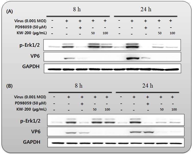 생물소재 KW-200의 로타바이러스에 의해 유도된 Erk1/2 인산화 억제 효과; (A) KJ56-1 (G8P[7], bovine rotavirus), (B) 85A (G5P[7], porcine rotavirus)