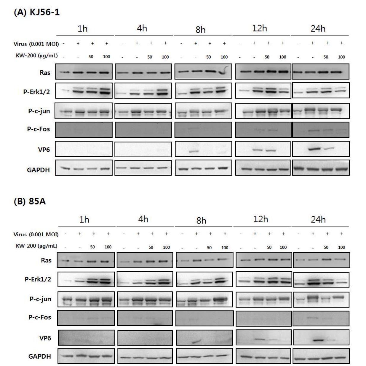 로타바이러스 감염 시간에 따라 유도된 MAPK-ERK 신호전달 활성 및 생물소재 KW-200의 억제 효과; (A) KJ56-1 (G8P[7], bovine rotavirus), (B) 85A (G5P[7], porcine rotavirus)