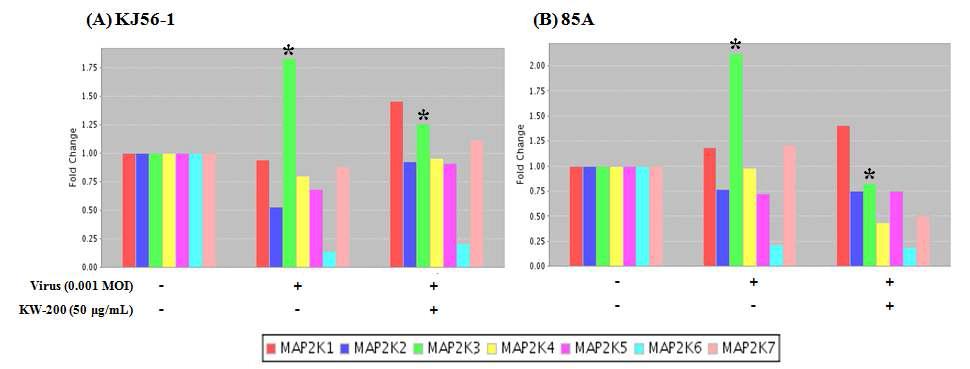 생물소재 KW-200의 로타바이러스에 의해 유도된 MEK3 활성 억제 효과의 real-time RT-PCR; (A) KJ56-1 (G8P[7], bovine rotavirus), (B) 85A (G5P[7], porcine rotavirus)