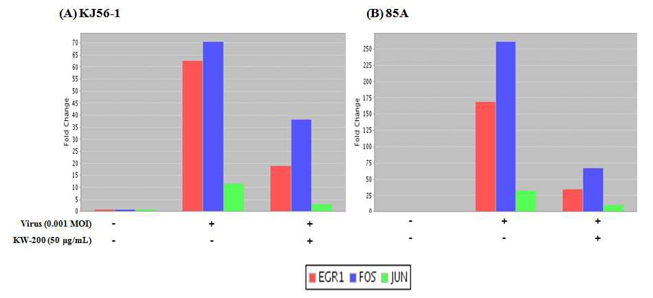 생물소재 KW-200의 로타바이러스에 의해 유도된 Erk 신호전달의 transcription factor인 Fos와 Jun 활성 억제의 real-time RT-PCR; (A) KJ56-1 (G8P[7], bovine rotavirus), (B) 85A (G5P[7], porcine rotavirus)