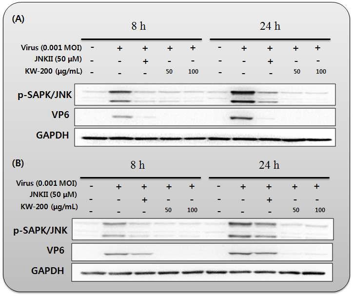 생물소재 KW-200의 로타바이러스에 의해 유도된 JNK 인산화 억제 효과; (A) KJ56-1 (G8P[7], bovine rotavirus), (B) 85A (G5P[7], porcine rotavirus)