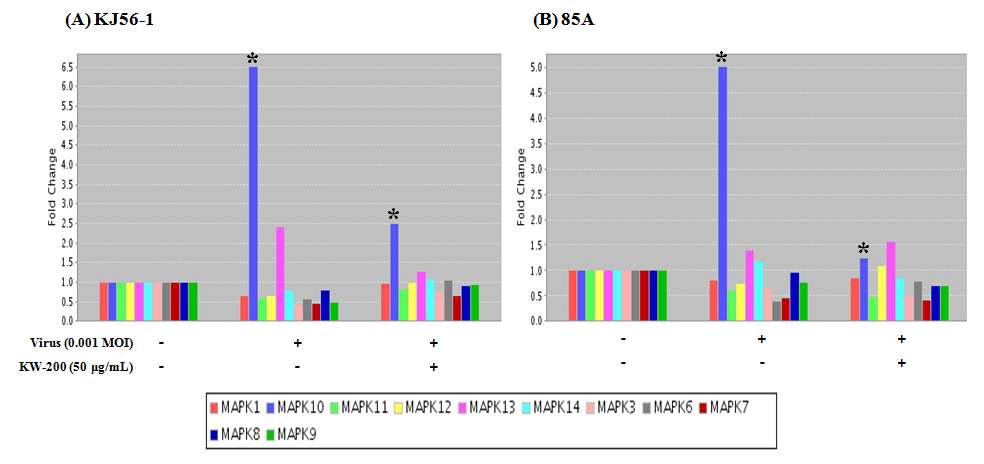 생물소재 KW-200의 로타바이러스에 의해 유도된 JNK 활성 억제 효과의 real-time RT-PCR; (A) KJ56-1 (G8P[7], bovine rotavirus), (B) 85A (G5P[7], porcine rotavirus)