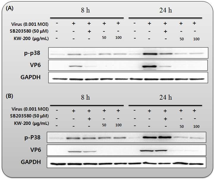 생물소재 KW-200의 로타바이러스에 의해 유도된 p-38 인산화 억제 효과; (A) KJ56-1 (G8P[7], bovine rotavirus), (B) 85A (G5P[7], porcine rotavirus)