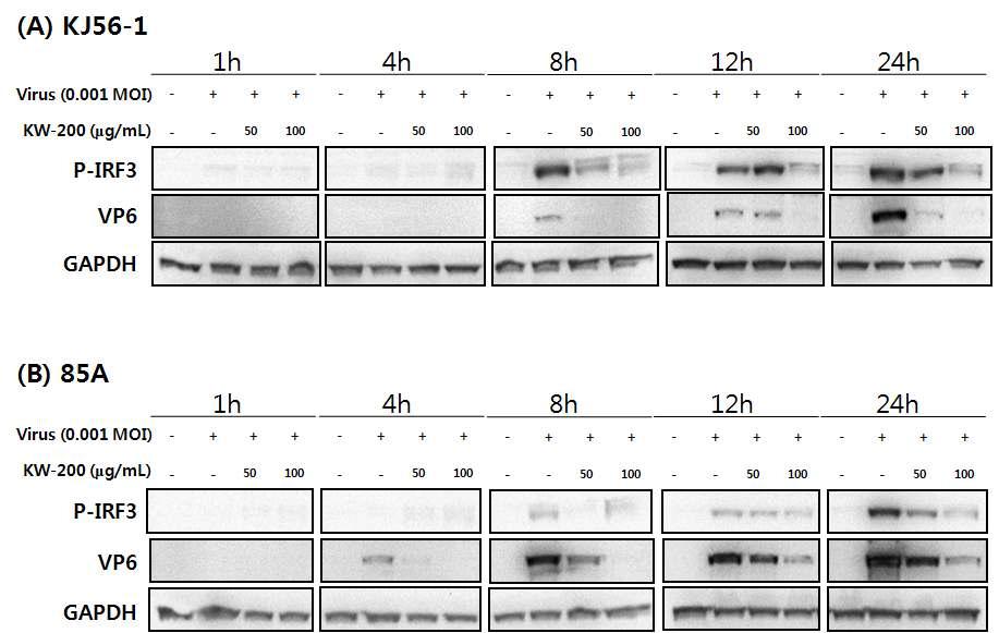 생물소재 KW-200의 로타바이러스에 의해 유도된 IRF3 인산화 억제 효과
