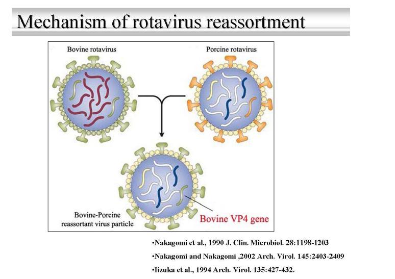 소 로타바이러스와 돼지 로타바이러스의 대변이를 통한 재조합 바이러스 발생 모식도