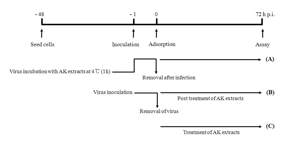 초두구 추출물 및 분획물의 항 로타바이러스 활성 및 세포 독성 assay에 대한 flow chart. (A) 살바이러스 효과 assay, (B) 세포변성억제효과 assay, (C) 세포 독성 assay