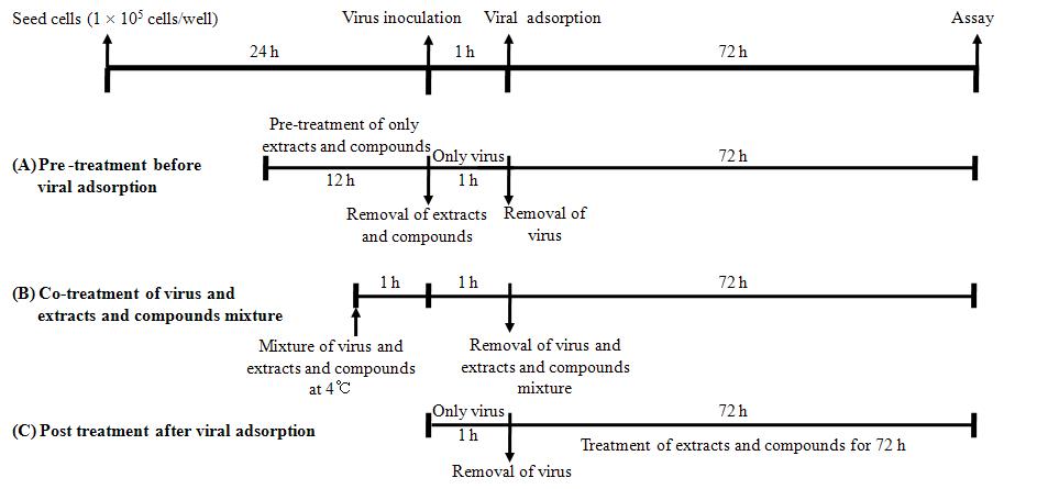 비자추출물 및 화합물의 항 로타바이러스 활성 assay에 대한 flow chart