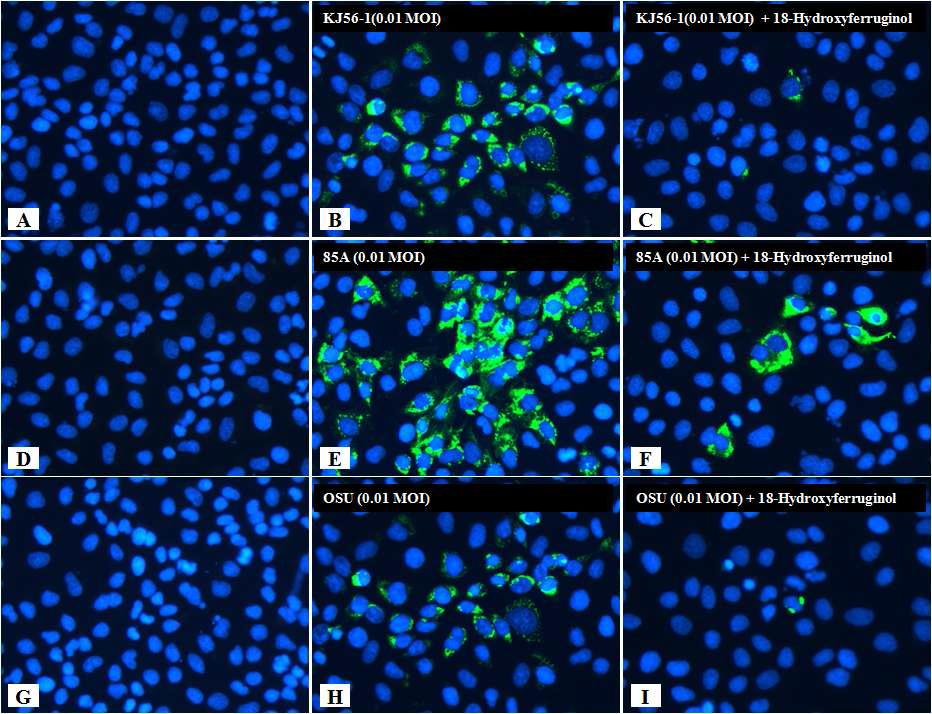 항로타바이러스 활성을 나타내는 대표적인 화합물 18-Hydroxyferruginol의 면역형광염색. (A, D, G) 음성 대조군, (B, E, H) 양성 대조군 (바이러스만 감염), (C, F, I) 바이러스 접종 후 18-Hydroxyferruginol (30 μM)를 처리한 군