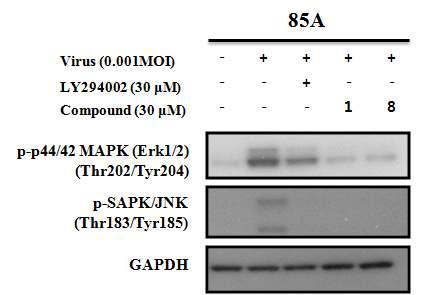 비자 화합물 및 PI3K inhibitor의 로타바이러스에 의해 유도된 MAPK 신호전달 과정 중 Erk 및 JNK 인산화 억제 효과