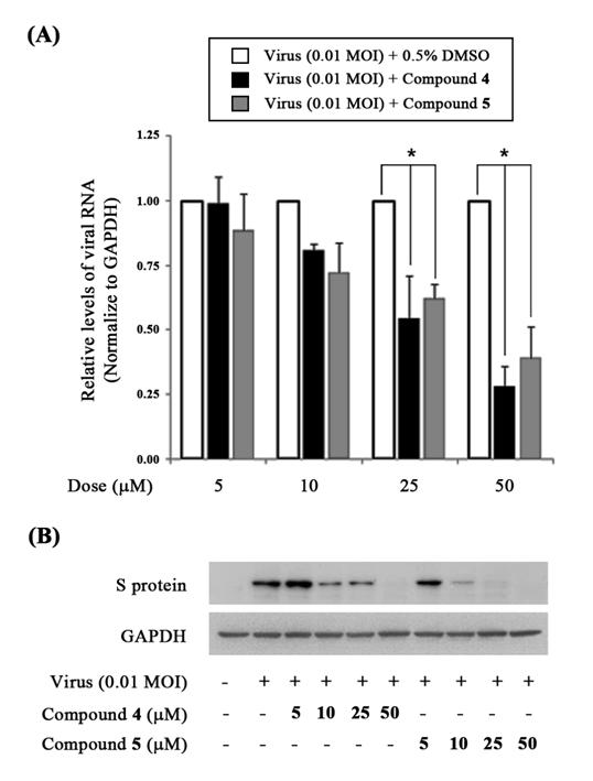 항코로나바이러스(PEDV) 활성을 나타내는 화합물 Phlorofucofuroeckol (4)와 Dieckol (5)를 다양한 용량(5-50 μM)으로 처리한 후 24 시간에 각각 RNA를 추출하여 발현된 바이러스 RNA량을 확인한 (A) Real-time RT-PCR assay 및 (B) Total protein을 추출하여 바이러스 단백질 (Sprotein)의 발현을 확인한 western blot