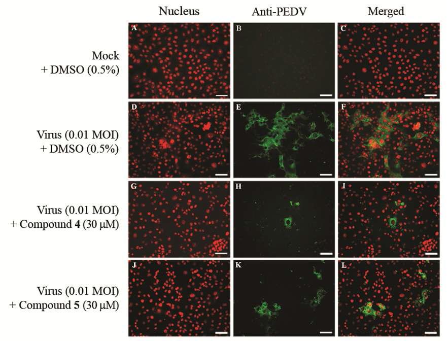 항코로나바이러스(PEDV) 활성을 나타내는 화합물 Phlorofucofuroeckol (4)와 Dieckol (5)의 면역형광염색. (A, B, C) 음성 대조군, (D, E, F) 양성 대조군 (바이러스만 감염), (G, H, II) 바이러스 접종 후 Phlorofucofuroeckol (4) (30 μM)를 처리한 군, (G, H, II) 바이러스 접종 후 Dieckol (5) (30 μM)를 처리한 군.