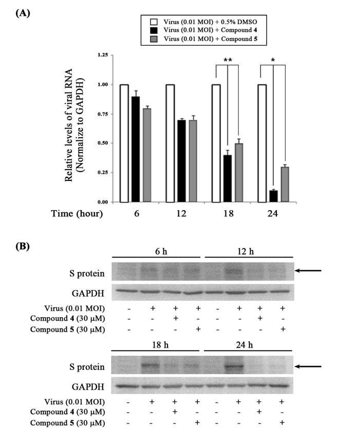 항코로나바이러스(PEDV) 활성을 나타내는 화합물 Phlorofucofuroeckol (4)와 Dieckol (5)를 바이러스 감염 처리하여 6, 12, 18, 24 시간에 각각 RNA를 추출하여 발현된 바이러스 RNA량을 확인한 (A) Real-time RT-PCR assay 및 (B) Total protein을 추출하여 바이러스 단백질 (S protein) 의 발현을 확인한 western blot