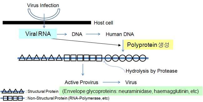 바이러스 생육/증식에 관여하는 protease의 역할