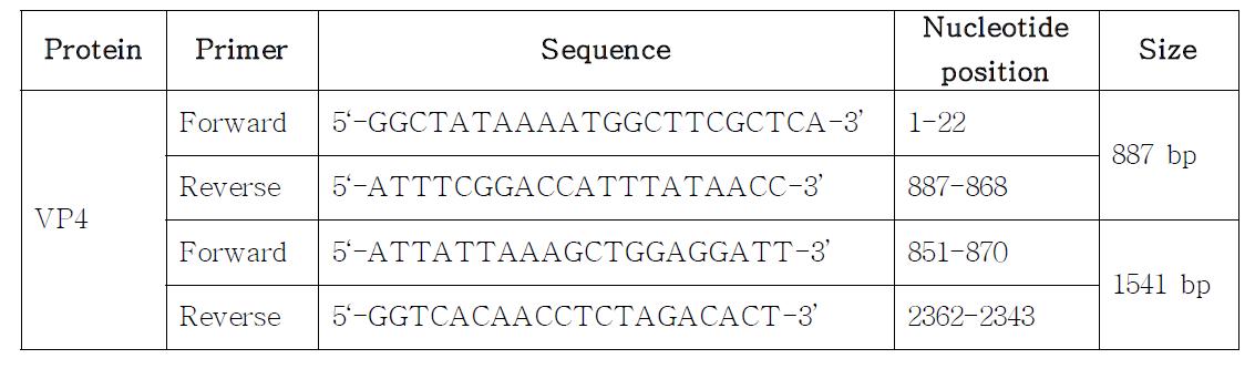 로타바이러스의 VP4와 VP7의 유전자를 증폭시키는 프라이머쌍