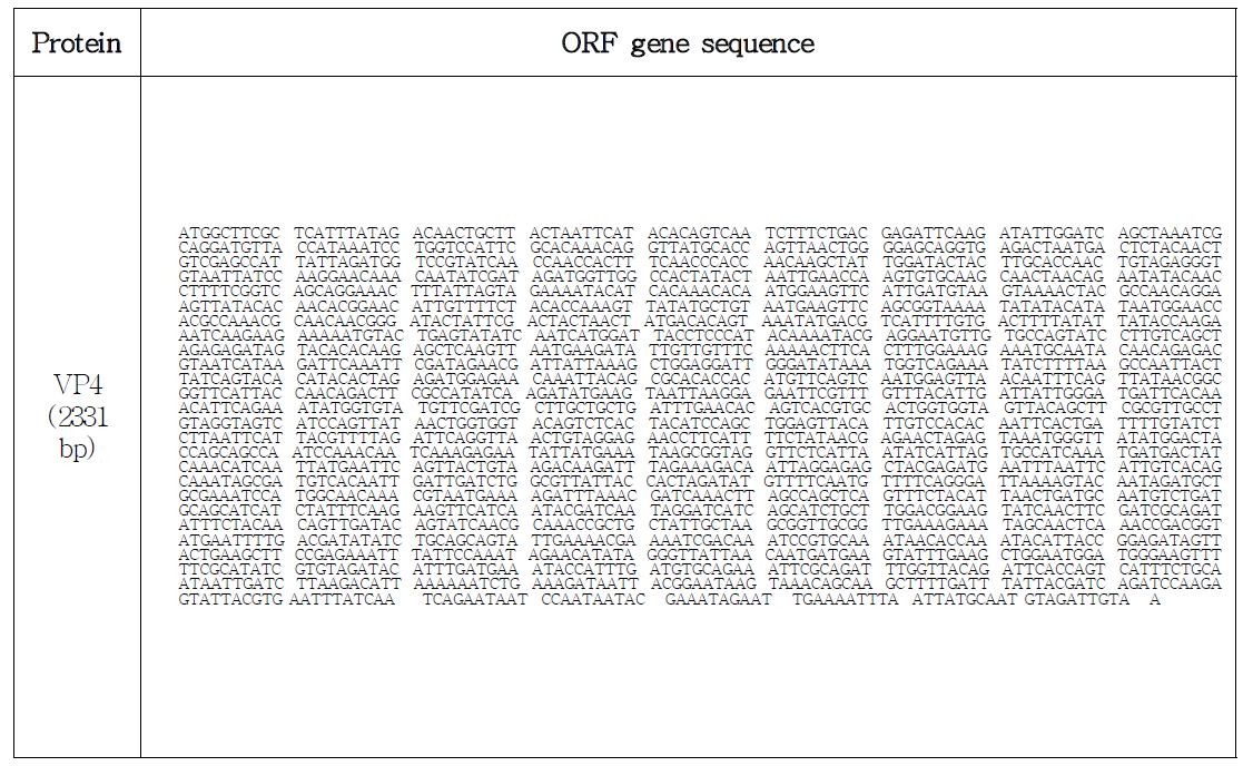특이적 프라이머를 이용하여 확보한 로타바이러스의 VP4의 유전자의 ORF 유전자 서열