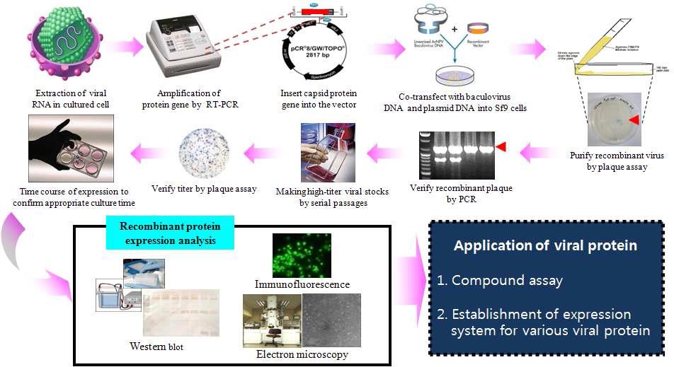 로타바이러스의 VP4의 발현을 위한 바큘로바이러스 시스템의 단계