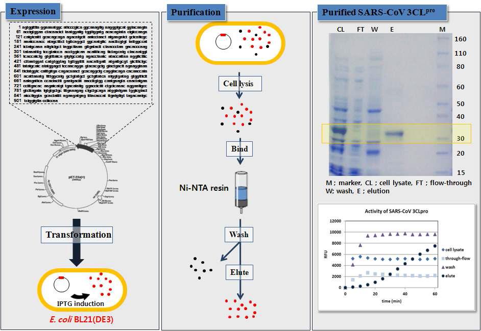 사스(SARS) 코로나바이러스 3CLpro 발현 및 정제 모식도