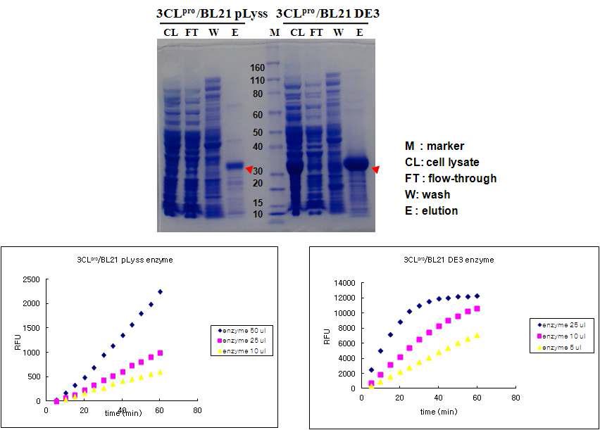 Host BL21(DE3) 및 pLysS의 발현 정도