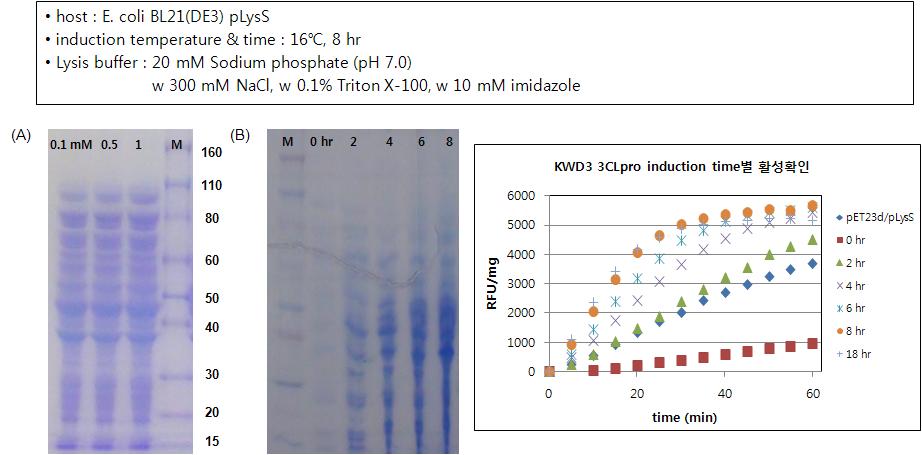 소 코로나바이러스(KWD3)의 3CLpro 과발현을 위한 IPTG 농도 및 발현유도시간에 따른 활성 비교