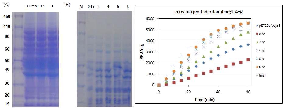 돼지 코로나바이러스(PEDV)의 3CLpro 과발현을 위한 IPTG 농도 및 발현유도시간에 따른 활성 비교