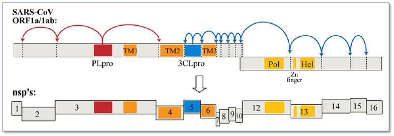 코로나바이러스 타깃 단백질 3CLpro 및 PLpro의 schematic diagram