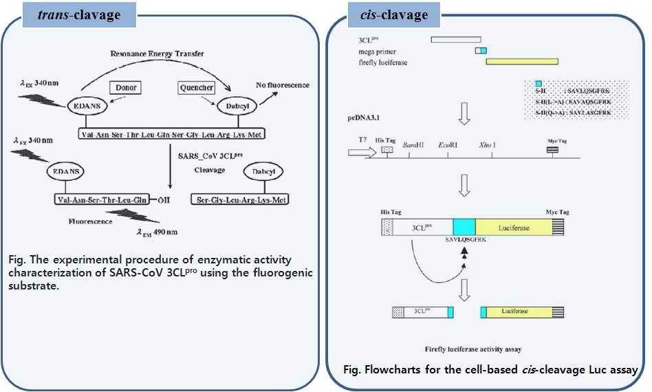 코로나바이러스 타깃 단백질 3CLpro의 저해활성 평가 시스템