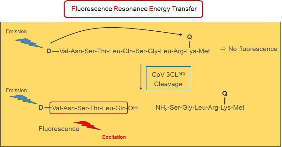 코로나바이러스 타깃 단백질 3CLpro의 FRET assay 시스템 원리.