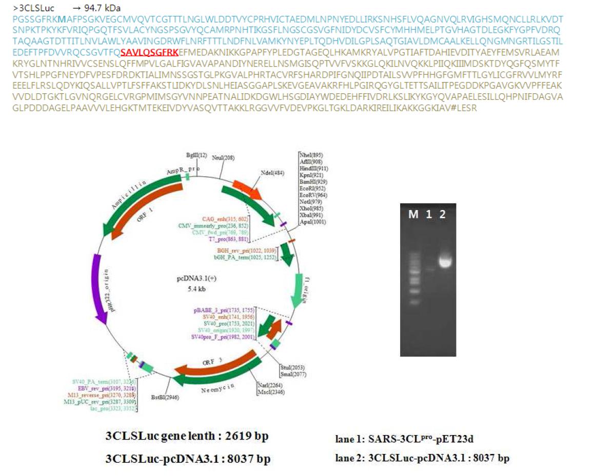 3CLpro 의 cis-cleavage assay 시스템 구축을 위한 plasmid DNA 합성.