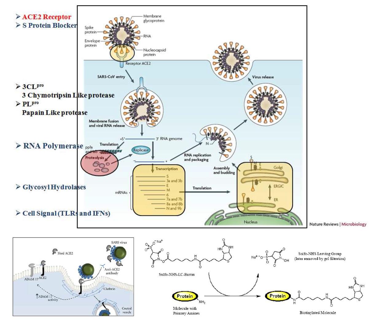 SARS-CoV ACE2 receptor 활성 평가 system의 모식도