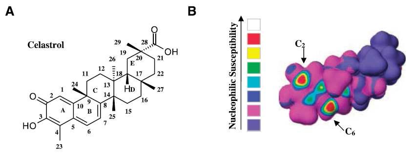 (A) Celastrol 구조, (B) CAChe 프로그램을 이용한 celastrol의 nucleophilic site