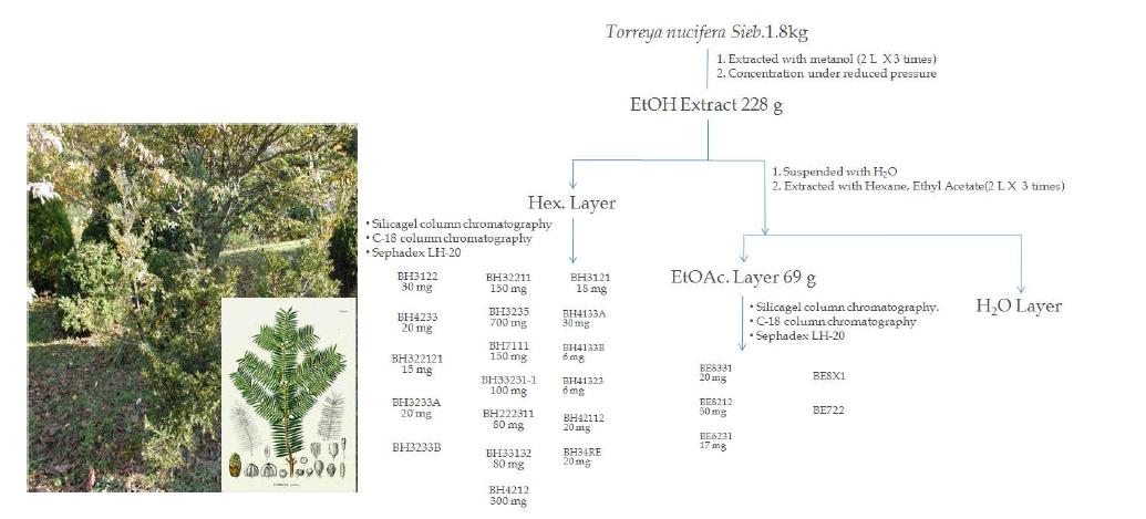 비자잎 추출물로부터 분획화 과정 및 활성지표물질 분리 계통도.